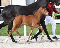 Dressurpferd Valeria (Deutsches Sportpferd, 2023, von Vangelis)