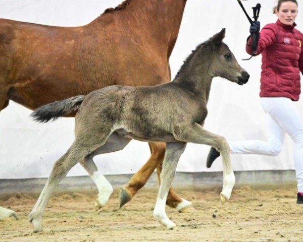 dressage horse Estella (German Sport Horse, 2023, from Eleven HW)