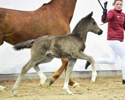 dressage horse Estella (German Sport Horse, 2023, from Eleven HW)