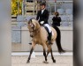 stallion PrH Riverdance (Arab half breed / Partbred, 2011, from Rheingold)