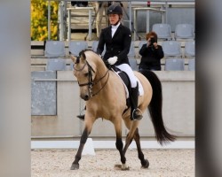 Deckhengst PrH Riverdance (Arabisches Halbblut / Partbred, 2011, von Rheingold)