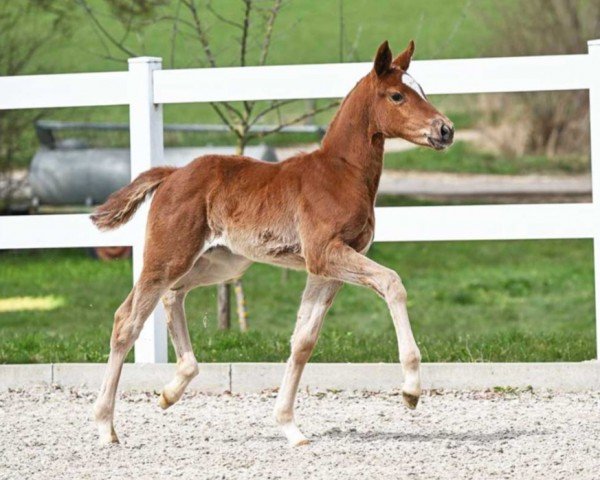 Dressurpferd Sweet Sensation (Deutsches Sportpferd, 2023, von San To Alati)