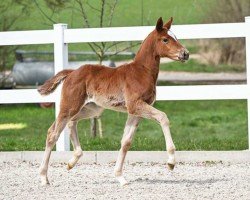 dressage horse Sweet Sensation (German Sport Horse, 2023, from San To Alati FRH)