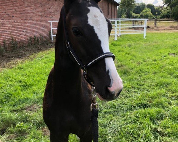 dressage horse Goldberg's Ramina (Westphalian, 2020, from Goldberg 15)