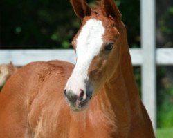 Springpferd Alexa (Belgisches Warmblut, 2014, von Jamal Vd Heffinck)