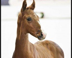 dressage horse Solitär (German Sport Horse, 2023, from Segantini 6)