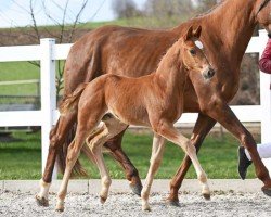 dressage horse Extraklasse (German Sport Horse, 2023, from Escanto PS OLD)