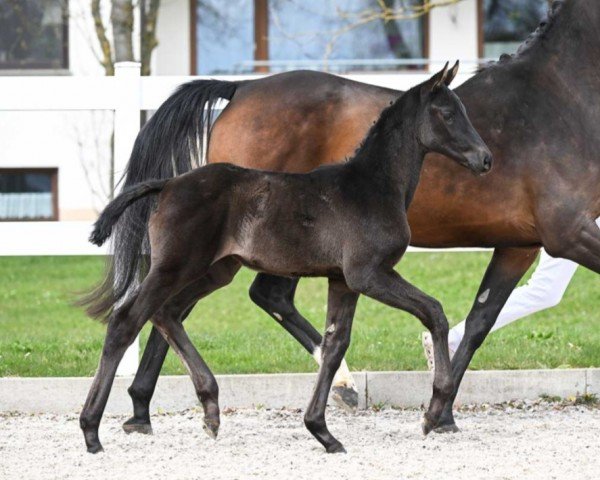 Dressurpferd Senorita (Deutsches Sportpferd, 2023, von Secret)