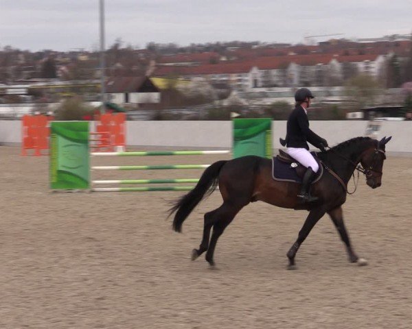 Reitturnier Zwickau 2024