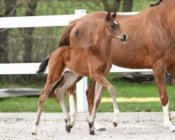 dressage horse Dynamic Vivaldi (German Sport Horse, 2023, from Dynamic Dream)