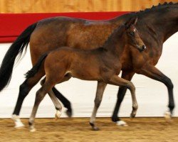 dressage horse Escanello (German Sport Horse, 2023, from Escaneno)