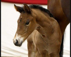 dressage horse Eyes on me (German Sport Horse, 2023, from Extra Gold)