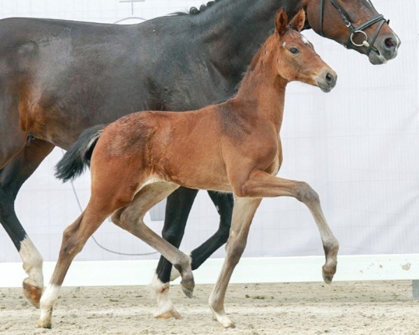 dressage horse Extra Fein (Westphalian, 2023, from Extra Gold)