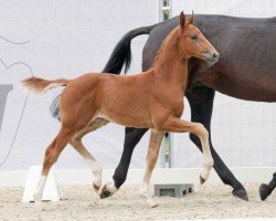 dressage horse Extravagant (Westphalian, 2023, from Extra Gold)