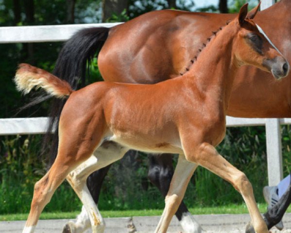 jumper Onverra-k van 't Kattenheye (Belgian Warmblood, 2014, from Comme il Faut)