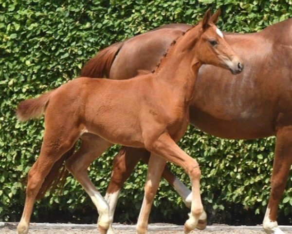 dressage horse Stute von Extra Gold / Sensation (Oldenburg, 2023, from Extra Gold)