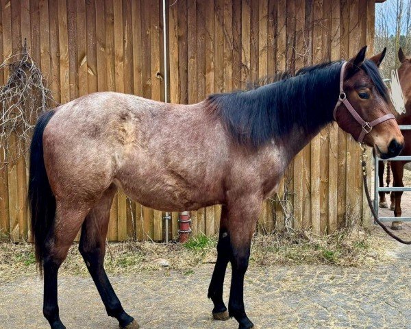 Pferd Valentine Feona Pin (Quarter Horse, 2022)