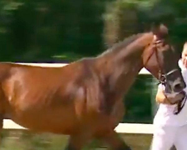 broodmare Cleopatra van't Goemanshof (Belgian Warmblood, 2002, from Nabab de Rêve)