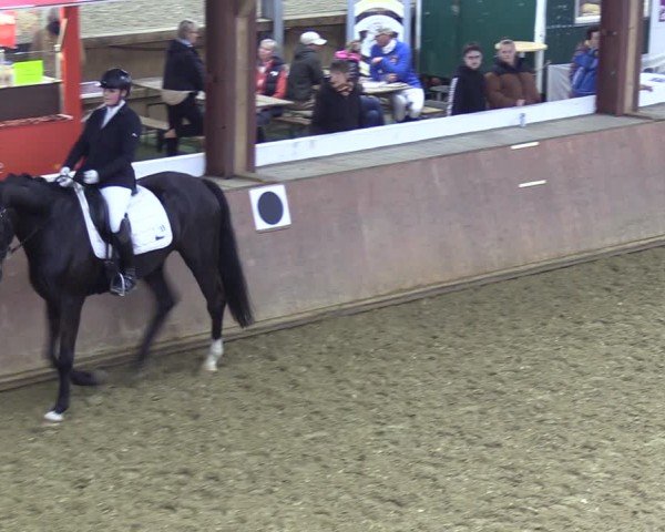 Reitturnier Bad Salzuflen 2024