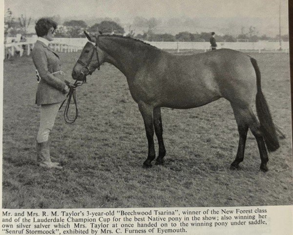 Zuchtstute Beechwood Tsarina (New-Forest-Pony, 1966, von Oakley Jonathan III)