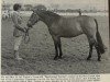 Zuchtstute Beechwood Tsarina (New-Forest-Pony, 1966, von Oakley Jonathan III)