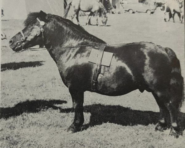 stallion Kirkbride Harbour (Shetland Pony, 1966, from Rustler of Markinch)