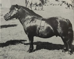 Deckhengst Kirkbride Harbour (Shetland Pony, 1966, von Rustler of Markinch)