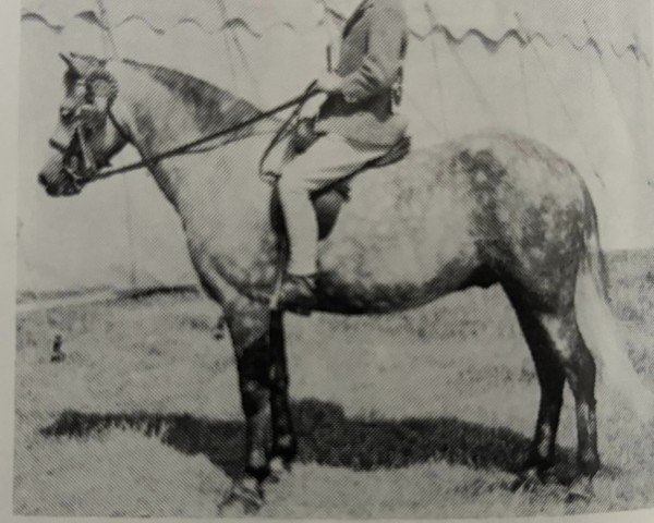 horse Senruf Stormcock (Dartmoor Pony,  , from Vean Vencock)