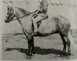 Pferd Senruf Stormcock (Dartmoor-Pony,  , von Vean Vencock)