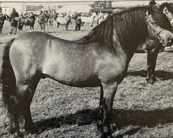 Deckhengst Allendale Vampire (Dartmoor-Pony, 1980, von White Willows Darwin)