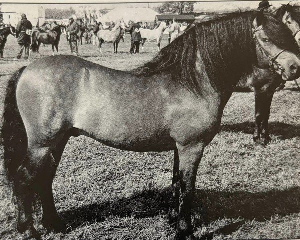 stallion Allendale Vampire (Dartmoor Pony, 1980, from White Willows Darwin)