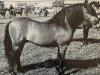 stallion Allendale Vampire (Dartmoor Pony, 1980, from White Willows Darwin)