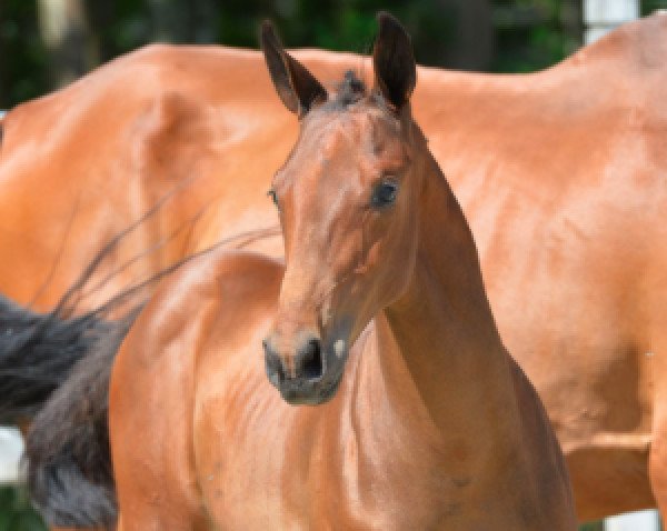 horse Davidoff van het Ruytinxbos Z (Zangersheide riding horse, 2014, from Darco)