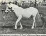 broodmare Gartconnel Catrin (Welsh mountain pony (SEK.A), 1980, from Coed Coch Planed)