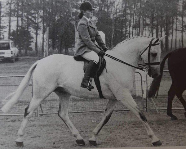 Pferd Swindon Wood (British Sport Horse,  , von The Ditton xx)