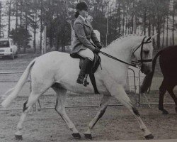 Pferd Swindon Wood (British Sport Horse,  , von The Ditton xx)