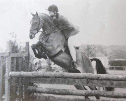 Pferd Chirk Woodchat (Welsh Partbred, 1984, von Chirk Chatterbox)