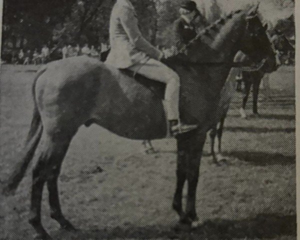 horse Downland Freeman (Pony without race description,  , from Lord Hilary xx)