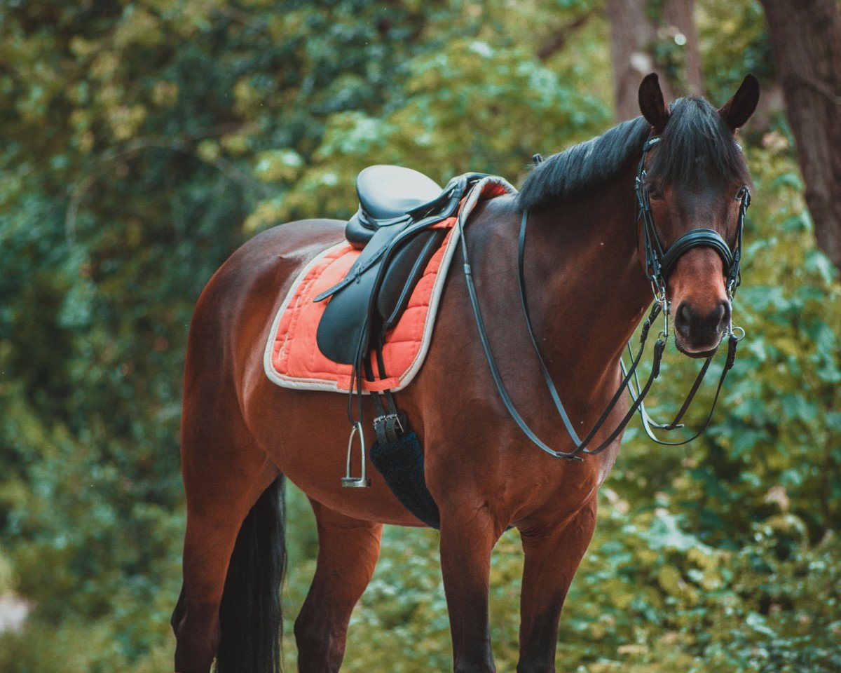 dressage horse Liberty 321 (Westphalian, 2005, from Laudabilis)