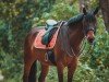 dressage horse Liberty 321 (Westphalian, 2005, from Laudabilis)