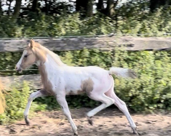 jumper Meins ist das Schönste vom Haimoordeich (German Riding Pony, 2023, from Painted Desert)