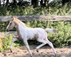 Springpferd Meins ist das Schönste vom Haimoordeich (Deutsches Reitpony, 2023, von Painted Desert)