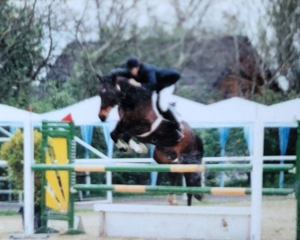 Pferd Falconet 9 (Westfale, 1988, von Frühlingsball)