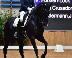 dressage horse Fridolin Macht Freude (Hanoverian, 2016, from Fürsten-Look)