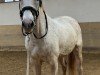 jumper Ty's Cornley (German Sport Horse, 2009, from Cornado NRW)