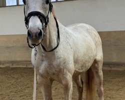 Springpferd Ty's Cornley (Deutsches Sportpferd, 2009, von Cornado NRW)