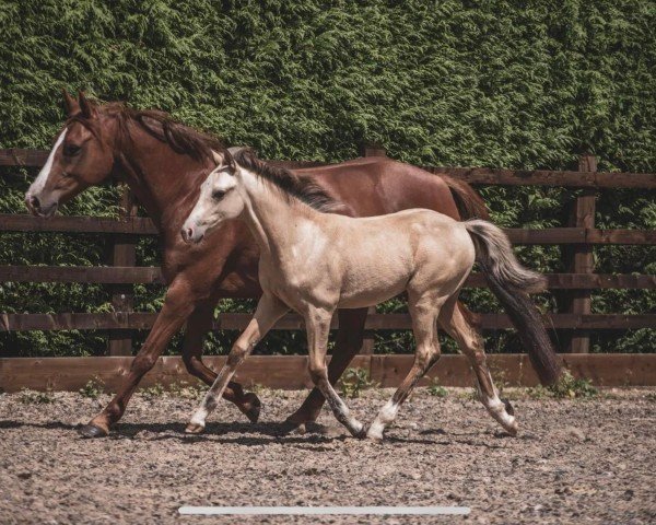Pferd Fourseasons Rhapsody (Großbritannien Pony, 2022, von Multicouture)