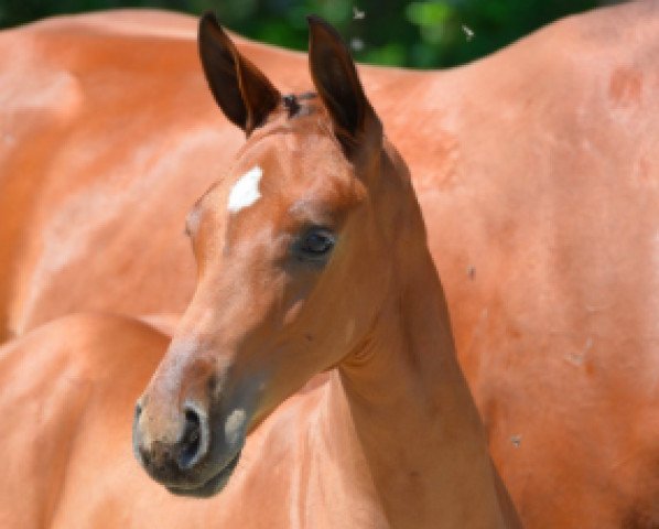 Springpferd Cahlista van de Heffinck Z (Zangersheide Reitpferd, 2014, von Comme il Faut)