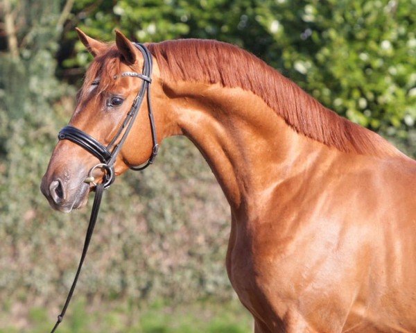 Dressurpferd Lukas (Koninklijk Warmbloed Paardenstamboek Nederland (KWPN), 2016, von Grimaldi)