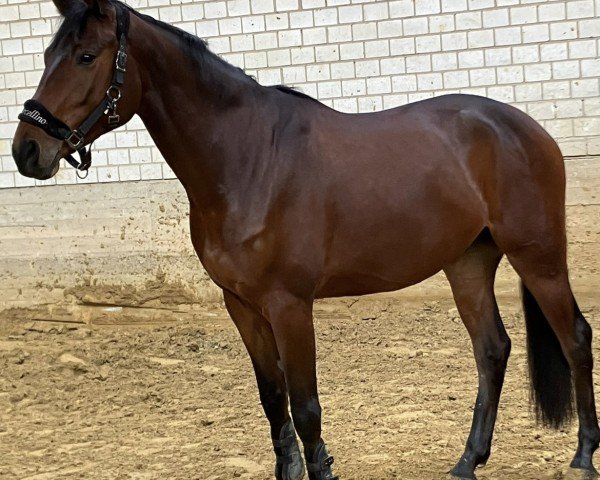 dressage horse Marcellino M (Rhinelander, 2018, from E.H. Millennium)